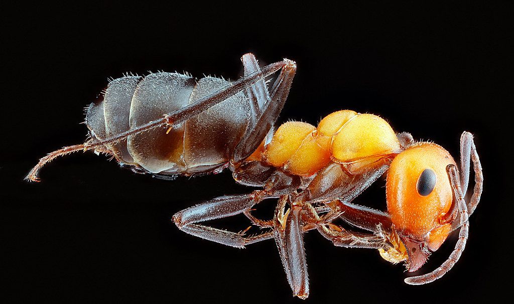 Ant Control service in Perth Amboy, NJ