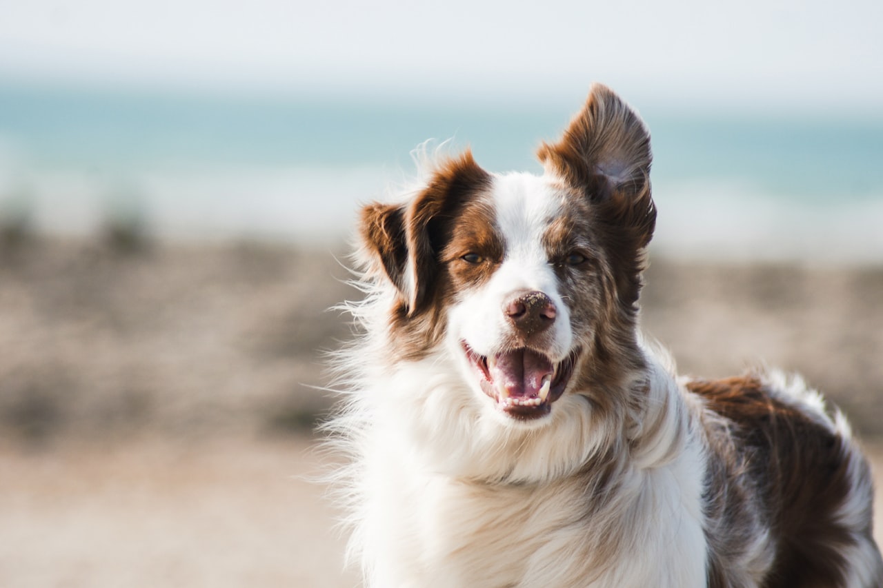 Flea & Tick Control service in Perth Amboy, NJ