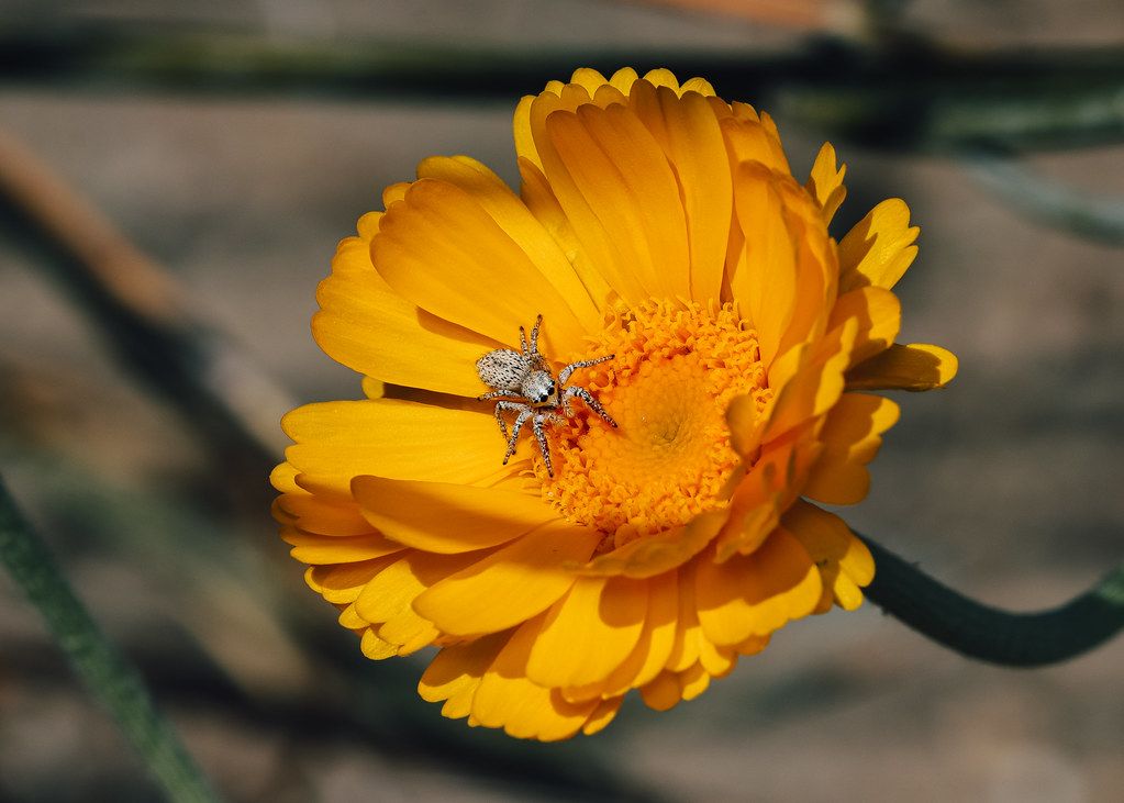 Spider Control service in Perth Amboy, NJ